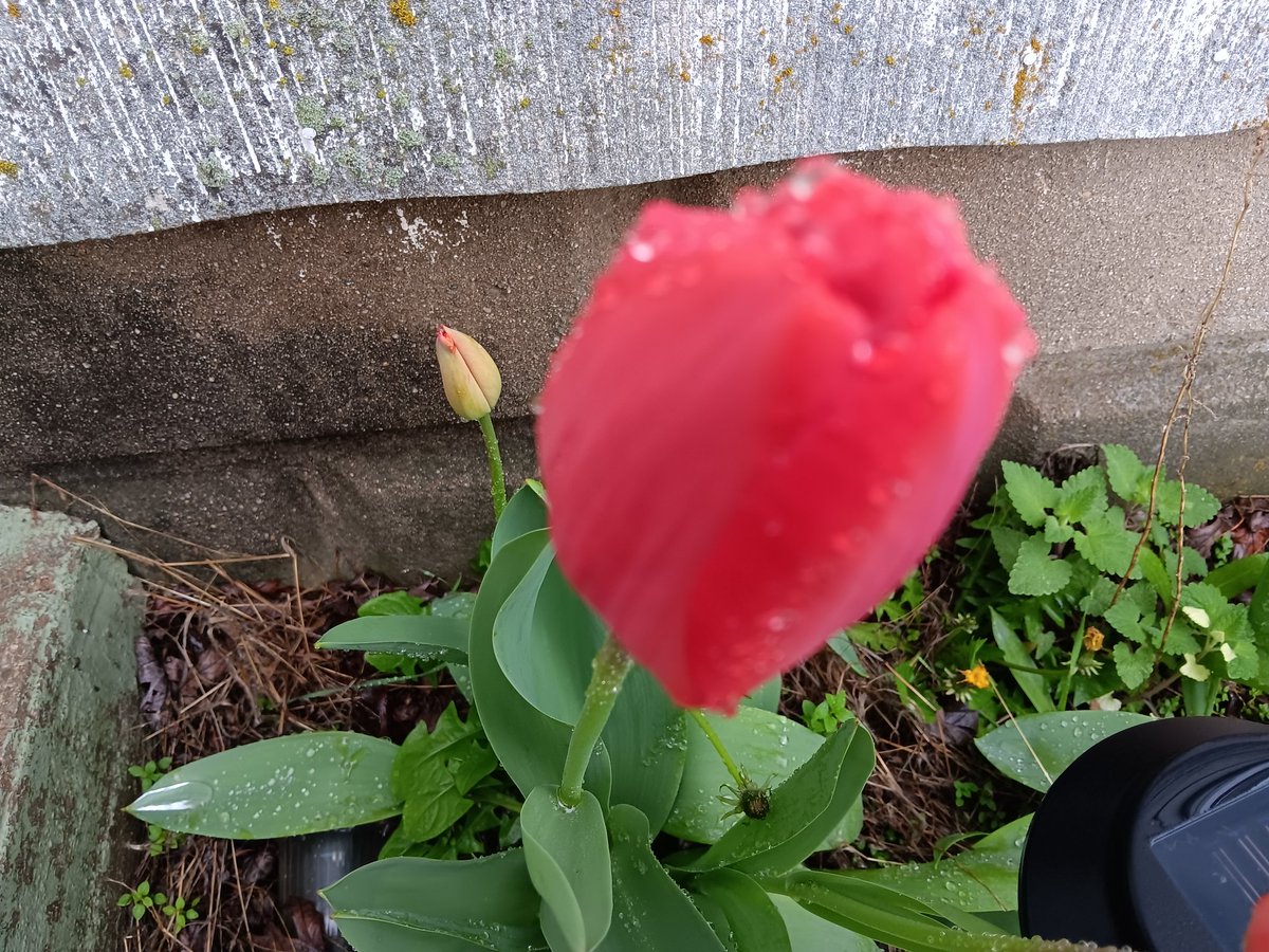 17 years is a long time to love ❤️ and be loved by a cat. Smokey sends love and purrs and rainy day tulips to help remember the beautiful Vienna today. May this help comfort the ones left behind as we dedicate today's #HedgewatchForVienna
Many friends 🧡 are there to greet you 🌈