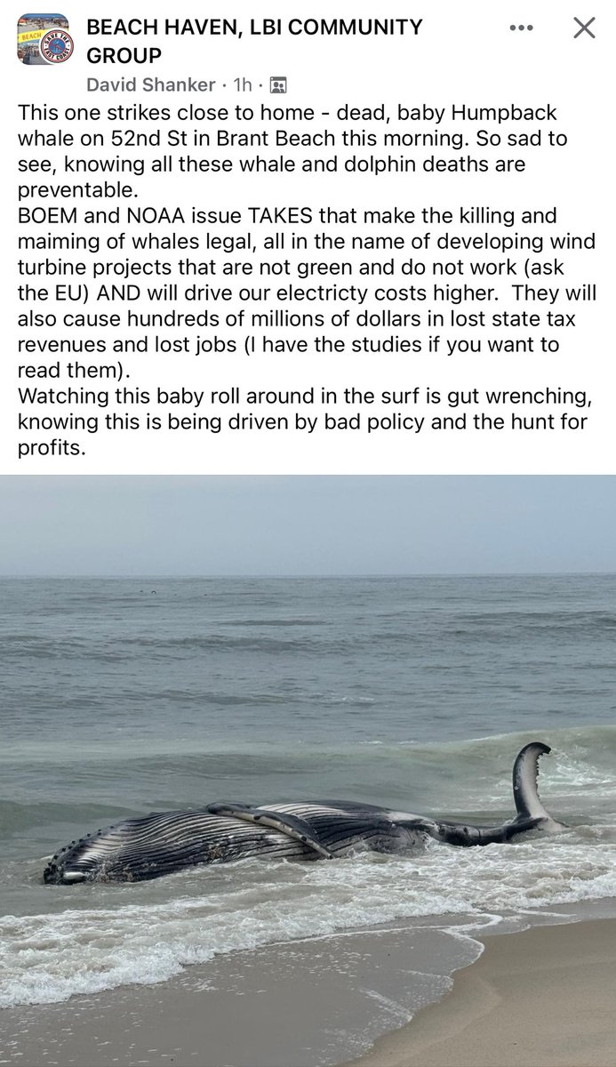 This morning. #NewJersey Not a peep from ⁦@peta⁩ #LBI #savethewhales