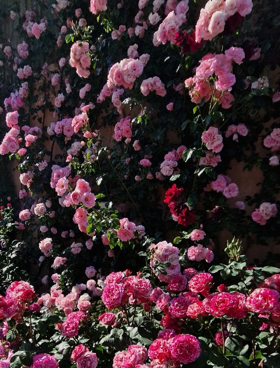 Love for Roses🌸🌹🤍
Peace to all of you🤍
.
#angelasimonini #art #painter #artandroses #loveroses #loveforroses #englishgarden #summer #roses #rose #pinkroses #pink #redroses #redrose #red #oldroses #beautyofroses #beauty #vintageroses #vintage #rosebouquet #loveflowers