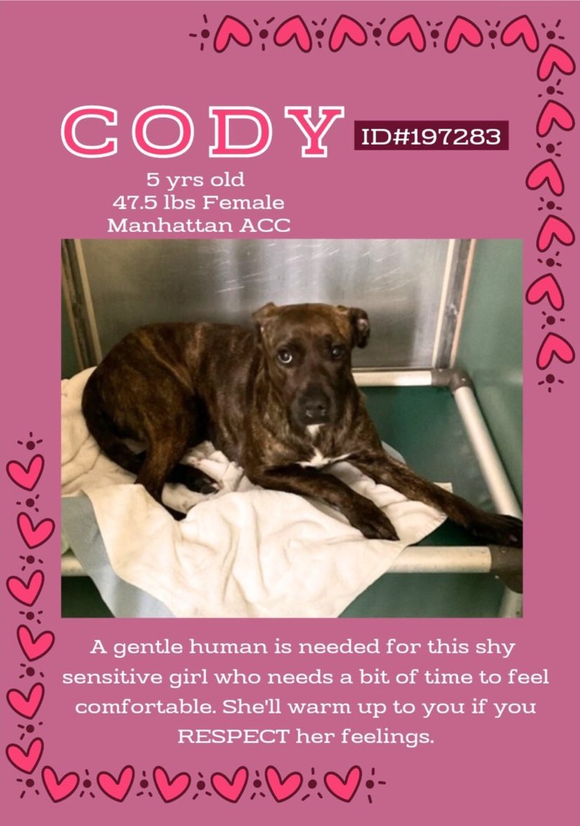 🌺CODY🌺 #NYCACC #MACC needs a patient, loving person to make her feel happy ~could that be you? 💞 #AdoptDontShop #RT #FosteringSavesLives #Pledge ⬇️ 📌Please DM @CathyPolicky @SuzanneSugar nycacc.app/browse/197283