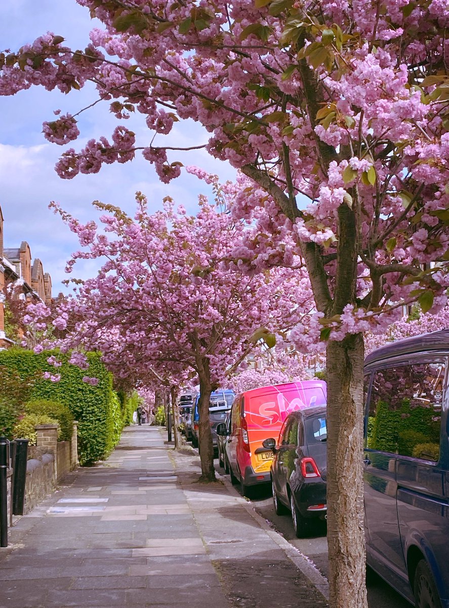 I used to live on this street so always like to walk down it at this time of year #CrouchEndBlossom