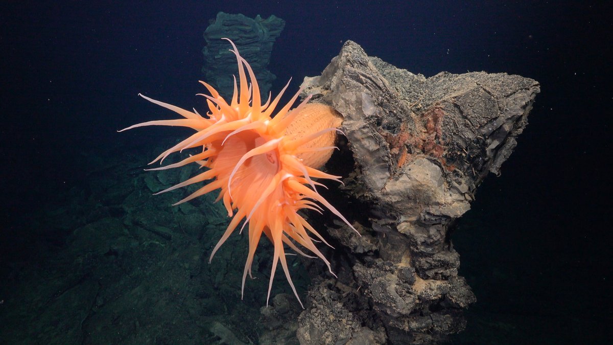 🐠 🪸 International team co-led by a BSC researcher discovers more than 50 new deep-sea species in one of the most unexplored areas of the planet 🌊 The results of the expedition have been presented at the #OceanDecade Conference ➡bsc.es/Zze