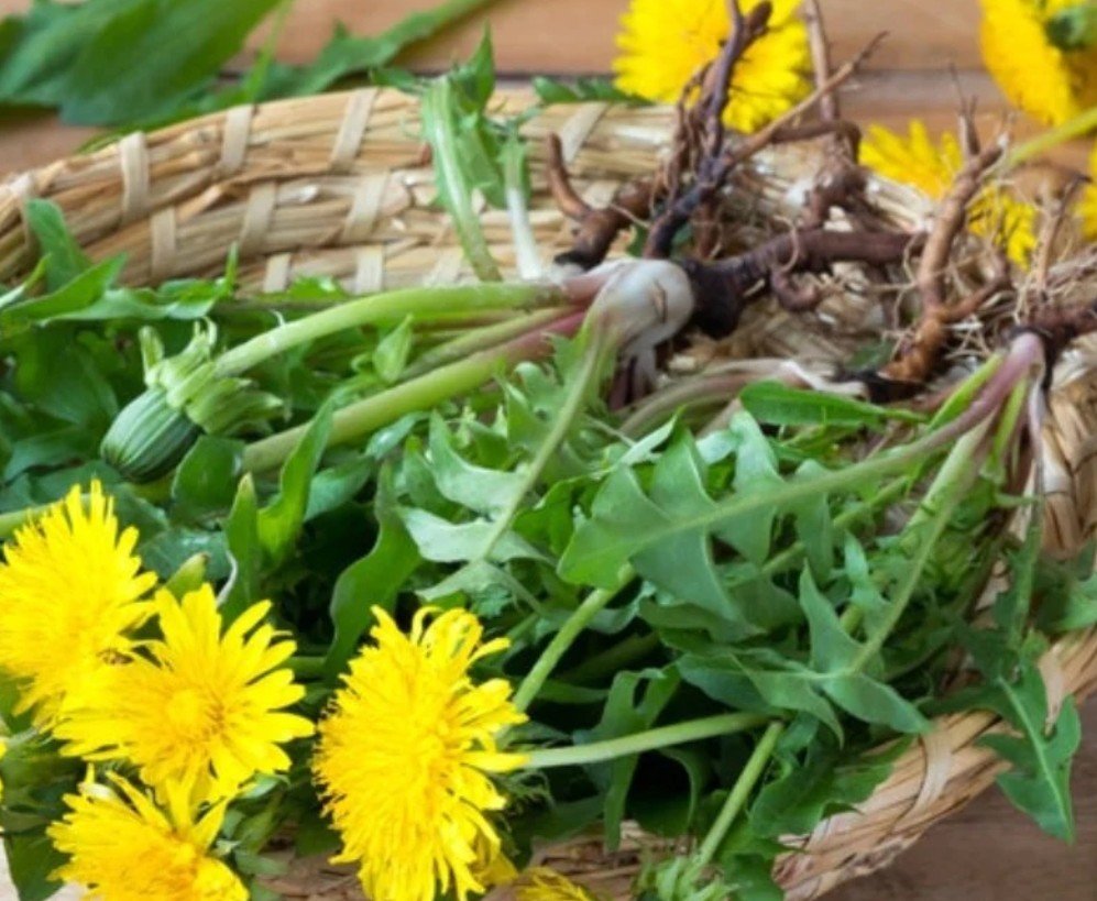 Dandelion anyone? How about a tincture? Easily made. I still believe in nature's healing powers. This one so simple. I buy the mid grade vodka..or mid shelf, because I think the low grade tastes like paint thinner. I hate alcohol, but this is cleansing and I only use a drop…