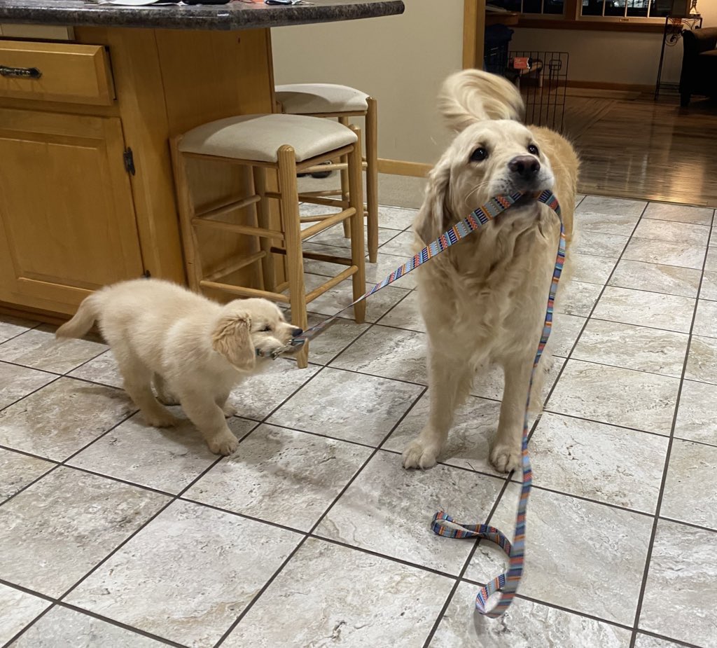#ThrowbackThursday to when I was trying to teach Captain Chaos how to walk on a leash #lessmurraymorewalter #lessmurraymorewalks