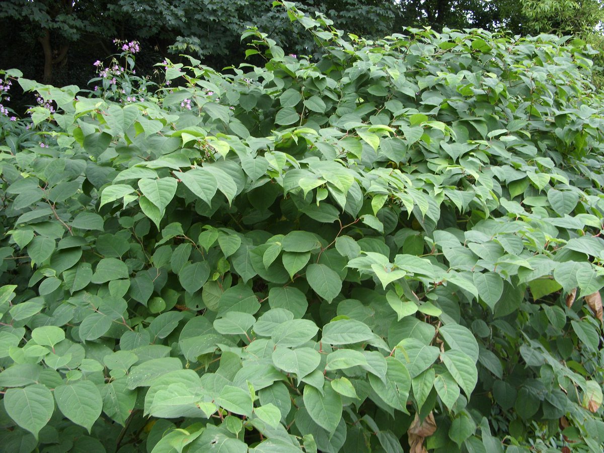 #JapaneseKnotweed is a rhizomatous (produces underground stems) perennial plant with distinctive, branching, hollow, bamboo-like stems #InvasiveWeeds #Knotweed #InvasiveWeedTreatment #InvasiveWeedControl