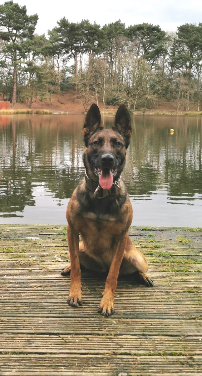 Last night PD Skye assisted RCU, NPAS and Alliance colleagues following reports of males breaking into HGV's at a service station. 2 males were detained by RCU officers and Skye has tracked and located the last male hiding in woodland where he soon gave himself up! #PDSkye