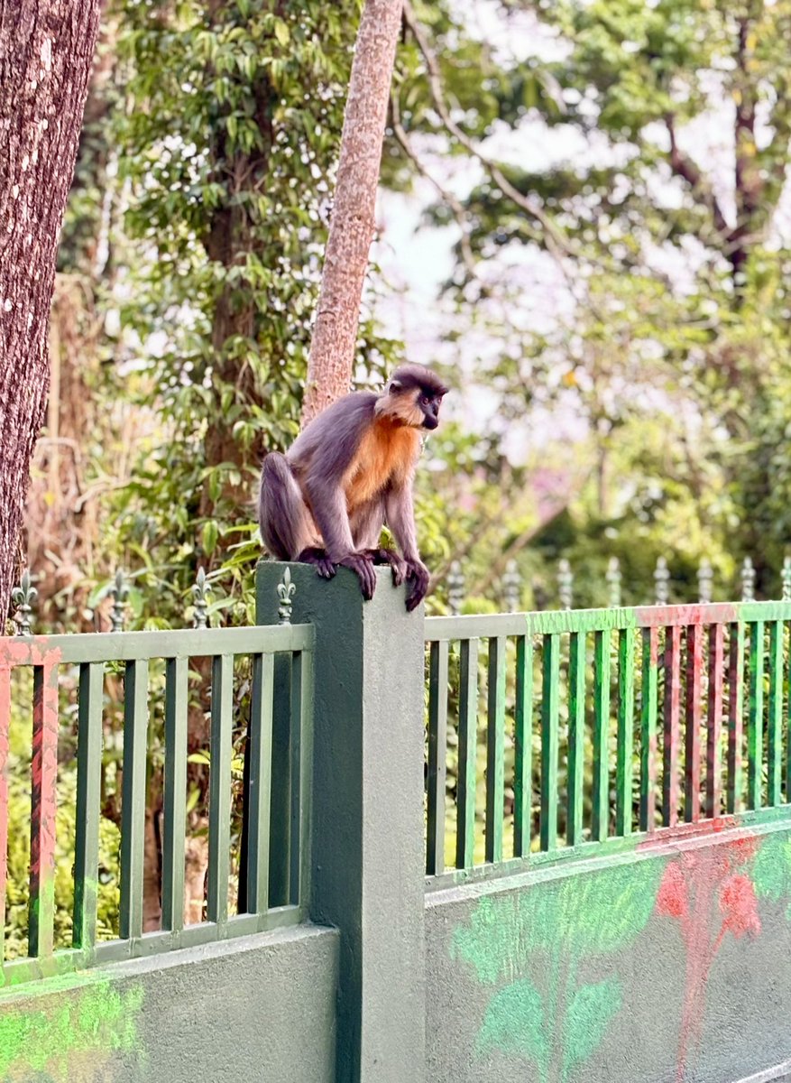 kalakar_studio's tweet photo. #cappedlangur @namerinptr https://t.co/1Qs64B9Zcm