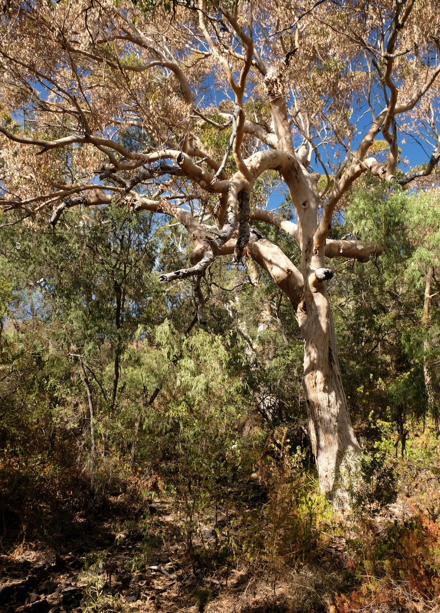 The forests of south west #WesternAustralia are stricken by drought and the onset of a drying climate. Here, a karri at the very northern end of species range heralds a retreat, although they have nowhere to go 😭 #Climatechange