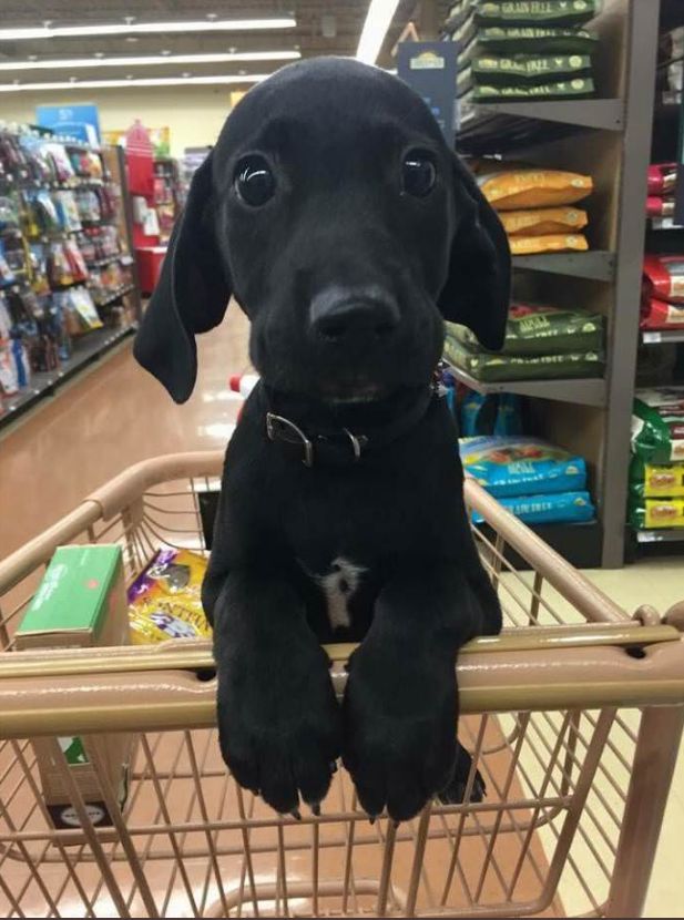 Do you Think black dogs are cute?😍🥺