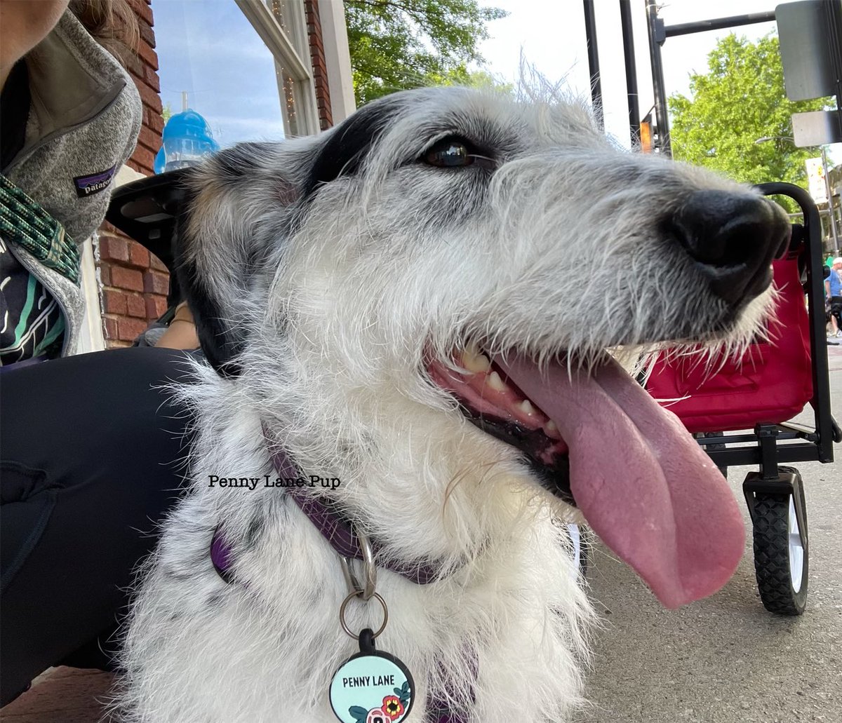 On dis #ThrowbackThursday I’m reminiscing about last year’s Mutt Strut! 

I hope we reach our goal dis year so I can walk with all da doggos! See thread fur donation link to da Greenville Humane Society! 👇
#dogs #pennylane #muttstrut