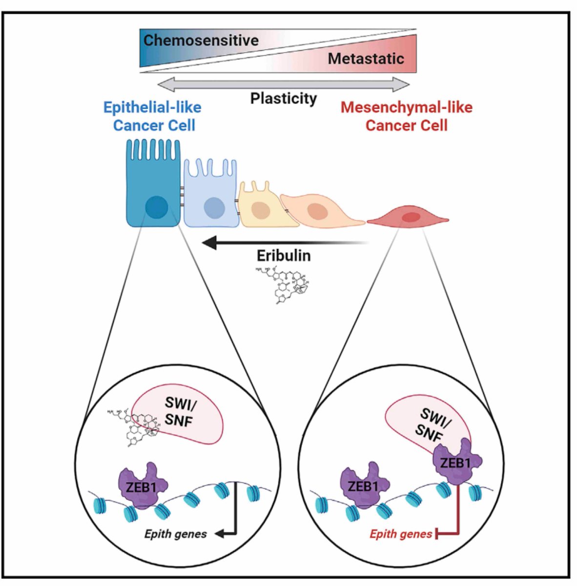 Regulation of Cell Plasticity Group (@genereglab) on Twitter photo 🚨
Eribulin induces ZEB1-SWI/SNF-directed chromatin remodeling & mesenchymal-to-epithelial transition to sensitize cancer cells to other chemotherapeutics
By <a href="/diwraman/">Diwakar Pattabiraman</a>& T Miller <a href="/GeiselMed/">Geisel School of Medicine at Dartmouth</a>
In <a href="/CellRepMed/">Cell Reports Medicine</a> 👉🏼 t.ly/ZsmR0 🚨
Eribulin induces ZEB1-SWI/SNF-directed chromatin remodeling & mesenchymal-to-epithelial transition to sensitize cancer cells to other chemotherapeutics
By <a href="/diwraman/">Diwakar Pattabiraman</a>& T Miller <a href="/GeiselMed/">Geisel School of Medicine at Dartmouth</a>
In <a href="/CellRepMed/">Cell Reports Medicine</a> 👉🏼 t.ly/ZsmR0