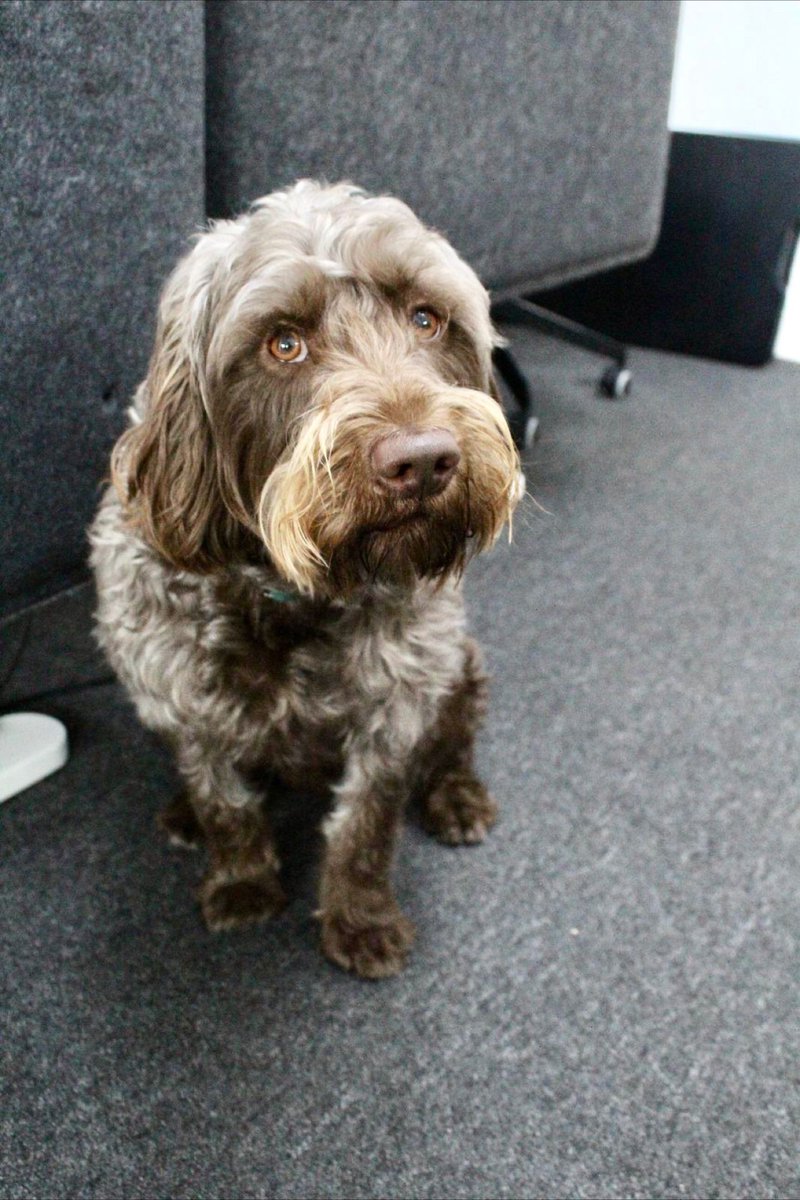 Happy National Pet Day!🐶🐕

We love being a dog-friendly office, so meet Teddy and Barkley who spend their days playing, sleeping and just being cute!☺️

#NationalPetDay #ThisIsReal #RealAgency