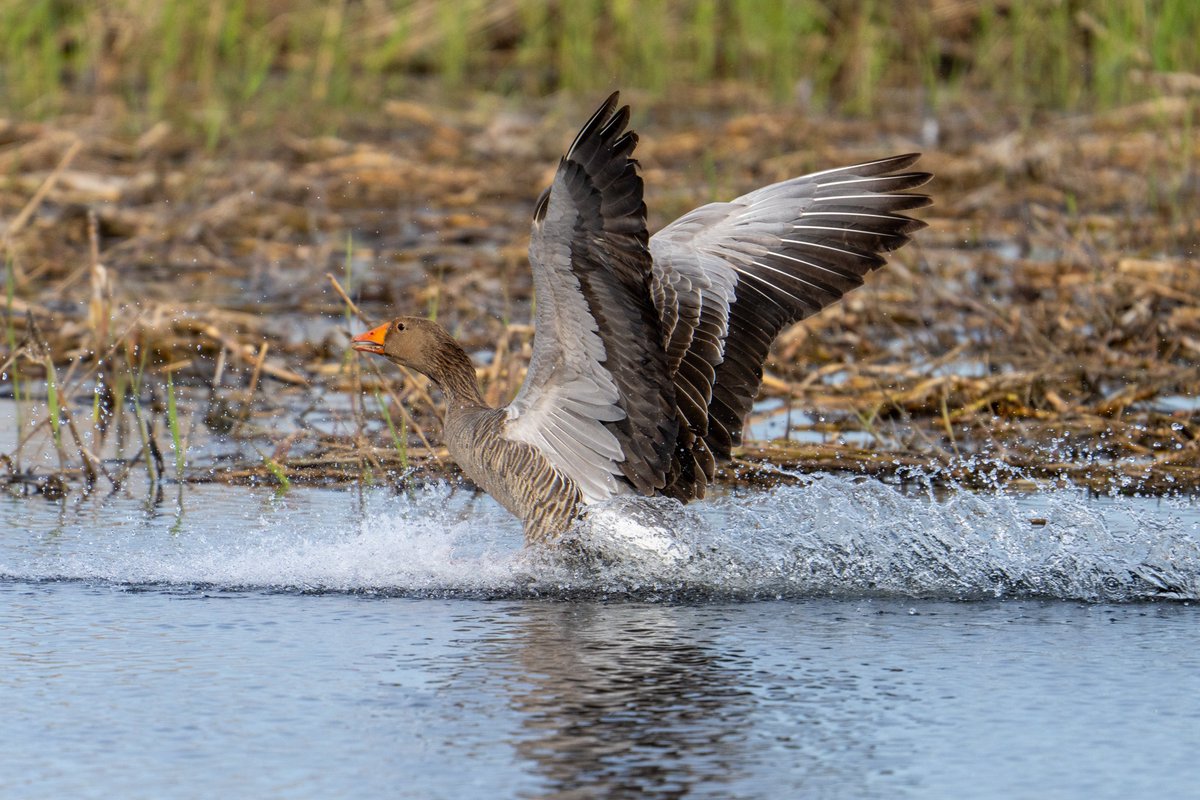 #Greylag INCOMING!!! #birds #birdwatching #nature #birdphotography #wildlife #naturephotography #wildlifephotography #birding #best #birdlovers #photography #captures #naturelovers #birdlife