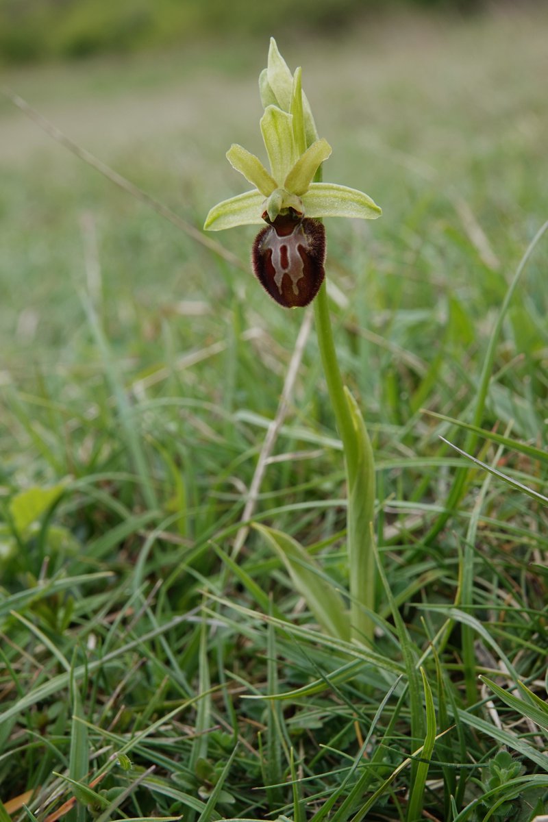 Back out looking for orchids in the UK this morning: Early Spider orchid the highlight with 1 plant in flower in North Kent and a variant Early Purple orchid.