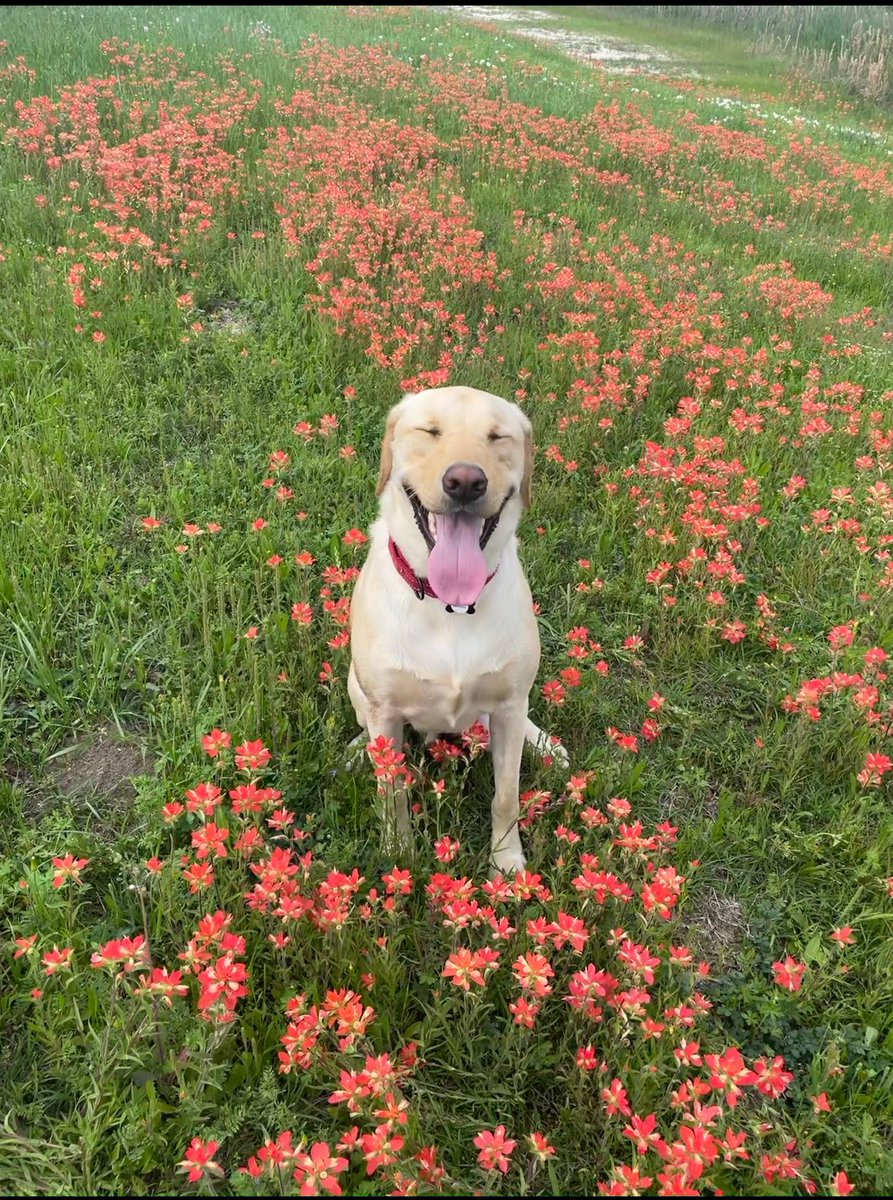 MommaBlain's tweet photo. #wfaa daybreak

Oh the joy of having your picture made in Indian Paint Brushes https://t.co/Jp3c6ooxT1