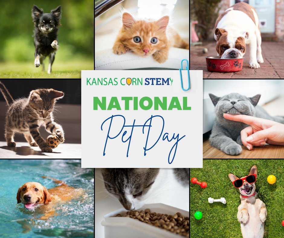 Happy National Pet Day! #DYK that corn isn’t a filler in pet food, it actually provides many nutritional benefits. Learn more at   bit.ly/4adBMub #kscorn #PetDay #petfood #cornfed