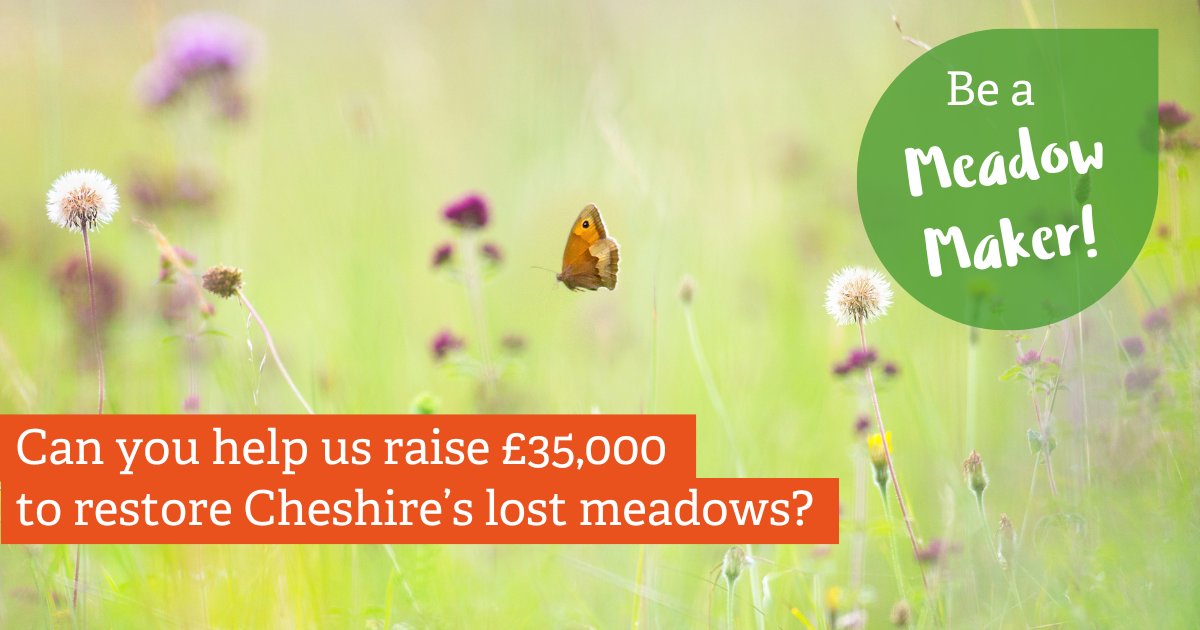 🌼 Be a Meadow Maker! 🌼 We've lost 99% of Cheshire's wildflower meadows since the 1930s. 𝗪𝗲 𝗻𝗲𝗲𝗱 𝘁𝗼 𝗿𝗮𝗶𝘀𝗲 £𝟯𝟱,𝟬𝟬𝟬 𝘁𝗼 𝗵𝗲𝗹𝗽 𝗰𝗿𝗲𝗮𝘁𝗲 & 𝗿𝗲𝘀𝘁𝗼𝗿𝗲 𝘁𝗵𝗲𝘀𝗲 𝘀𝗽𝗲𝗰𝗶𝗮𝗹 𝗽𝗹𝗮𝗰𝗲𝘀. Donate today & be a meadow maker! 👇 cheshirewildlifetrust.org.uk/meadows-appeal