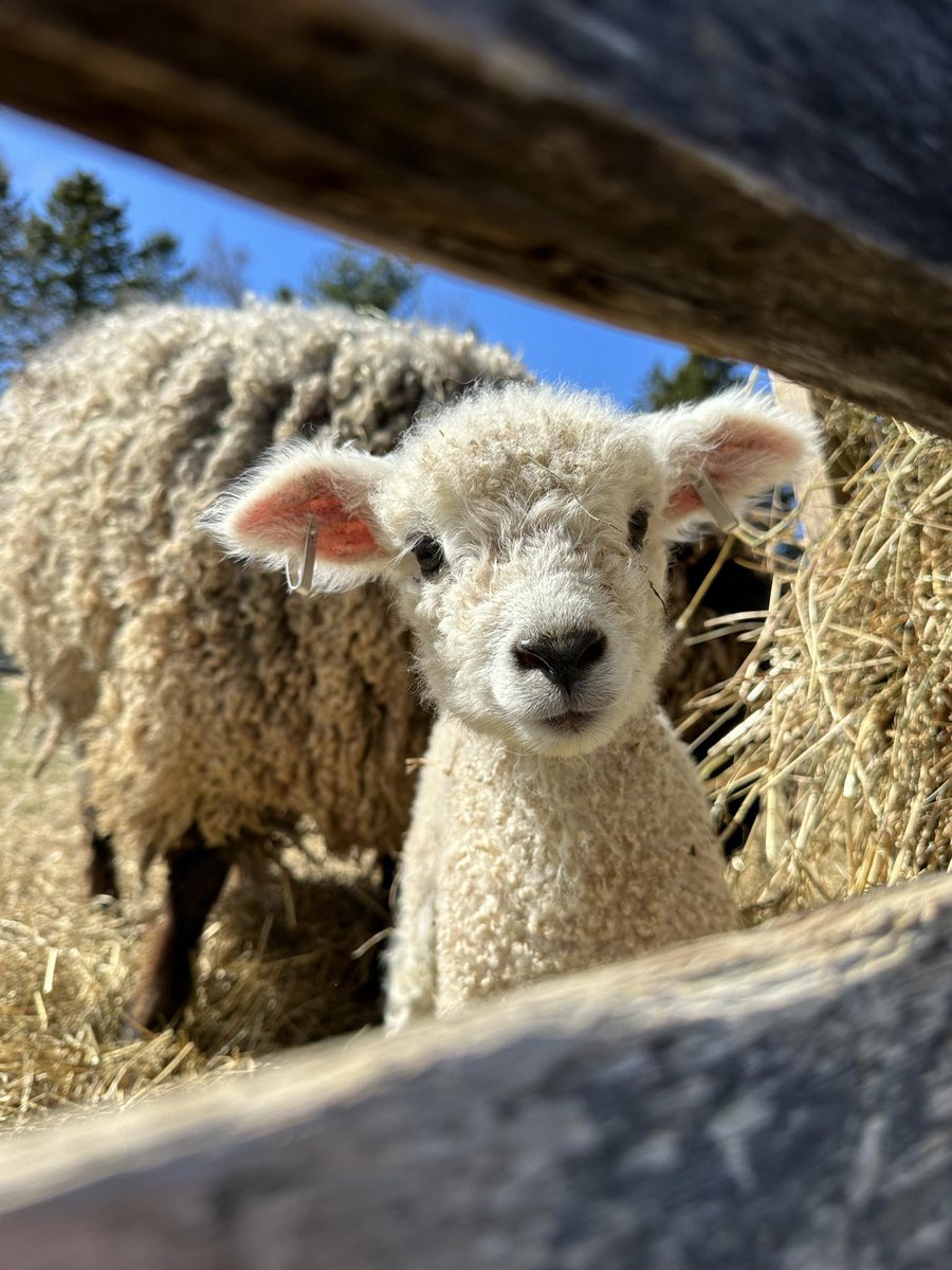 Spring has sprung at Ross Farm! 🌸🌿 Come and experience the joys of farm life with us. Meet our adorable farm animals, including our newest additions, the sweet little lambs frolicking in the fields. 🐑🌱 Open Thursday to Sunday from 9:30 am to 4:30 pm