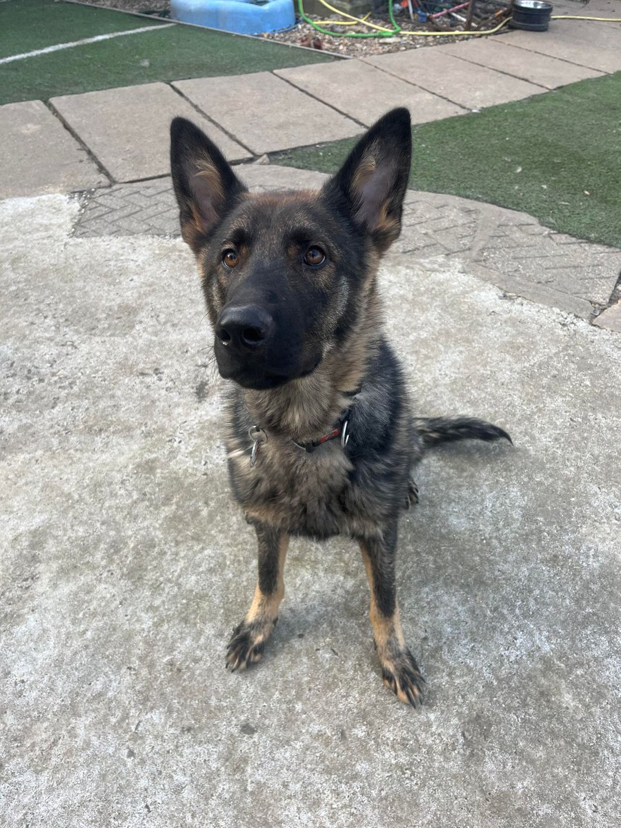 Puzzle is just a year old and he came to us via the pound, Puzzle can live with older kids and has been fine with other large breed #dogs in his #foster home but can be a bit shy of men #GermanShepherd #Essex gsrelite.co.uk/puzzle/