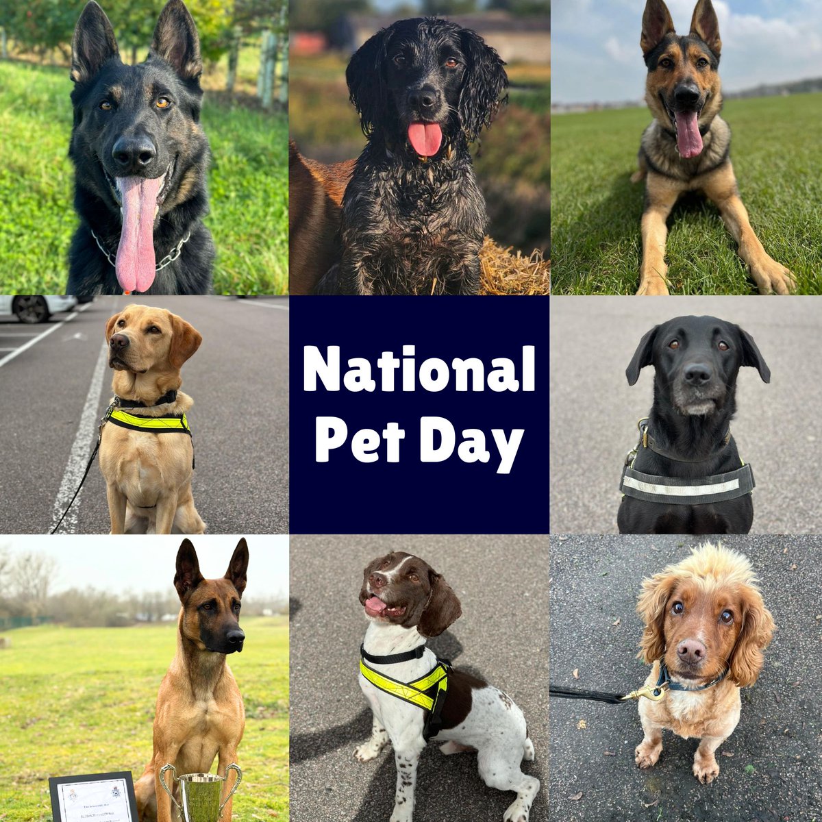 Happy National Pet Day from all the BCH and Airport police dogs! Meet... Scully, Bear, Bert, Floss, Goose, Hunter, Laser and Ned For more police dog content, follow @BCHPoliceDogs on X!