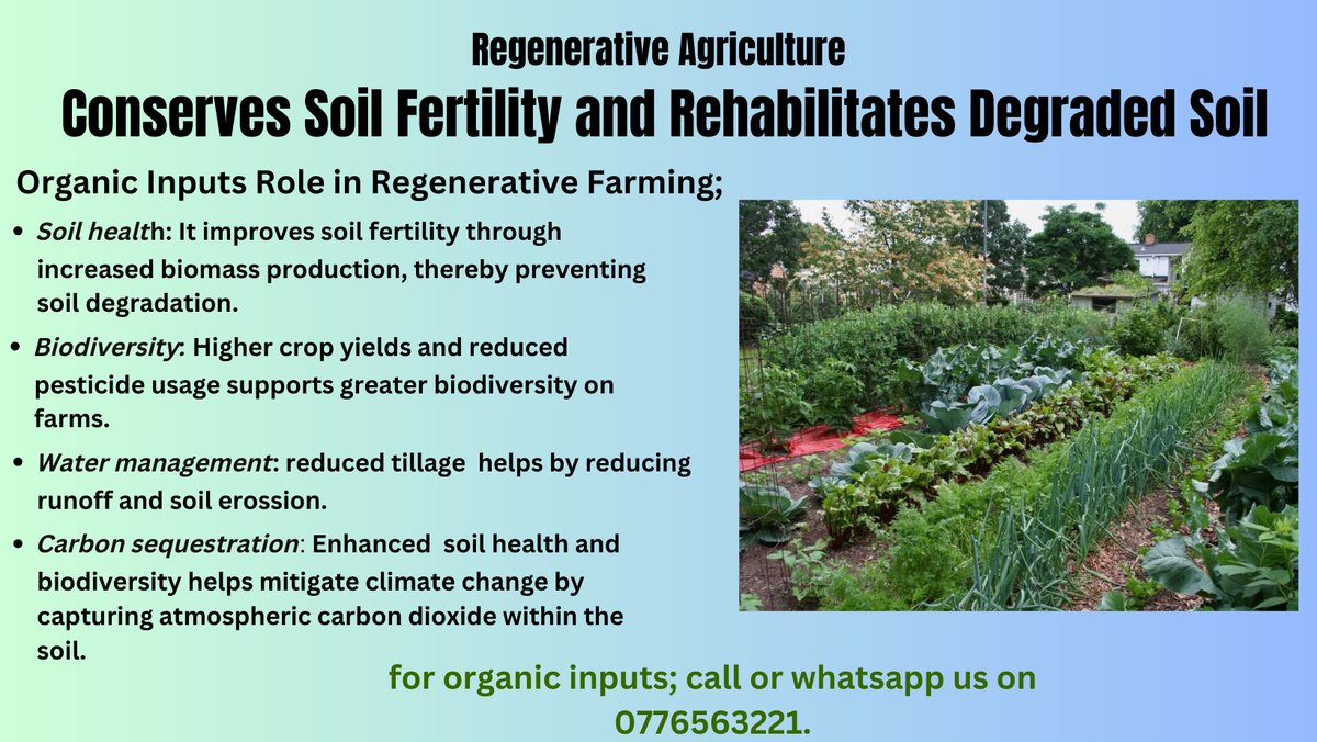 'Regenerative agriculture: restoring ecosystems with soil health and biodiversity. Sustainable farming for a healthier planet! 🌱 #RegenerativeAg #SustainableFarming '
For organic inputs call or WhatsApp us on: 0776563221