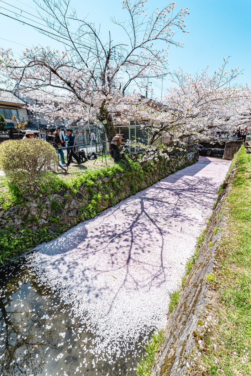 哲学の道に現れた桜の絨毯。