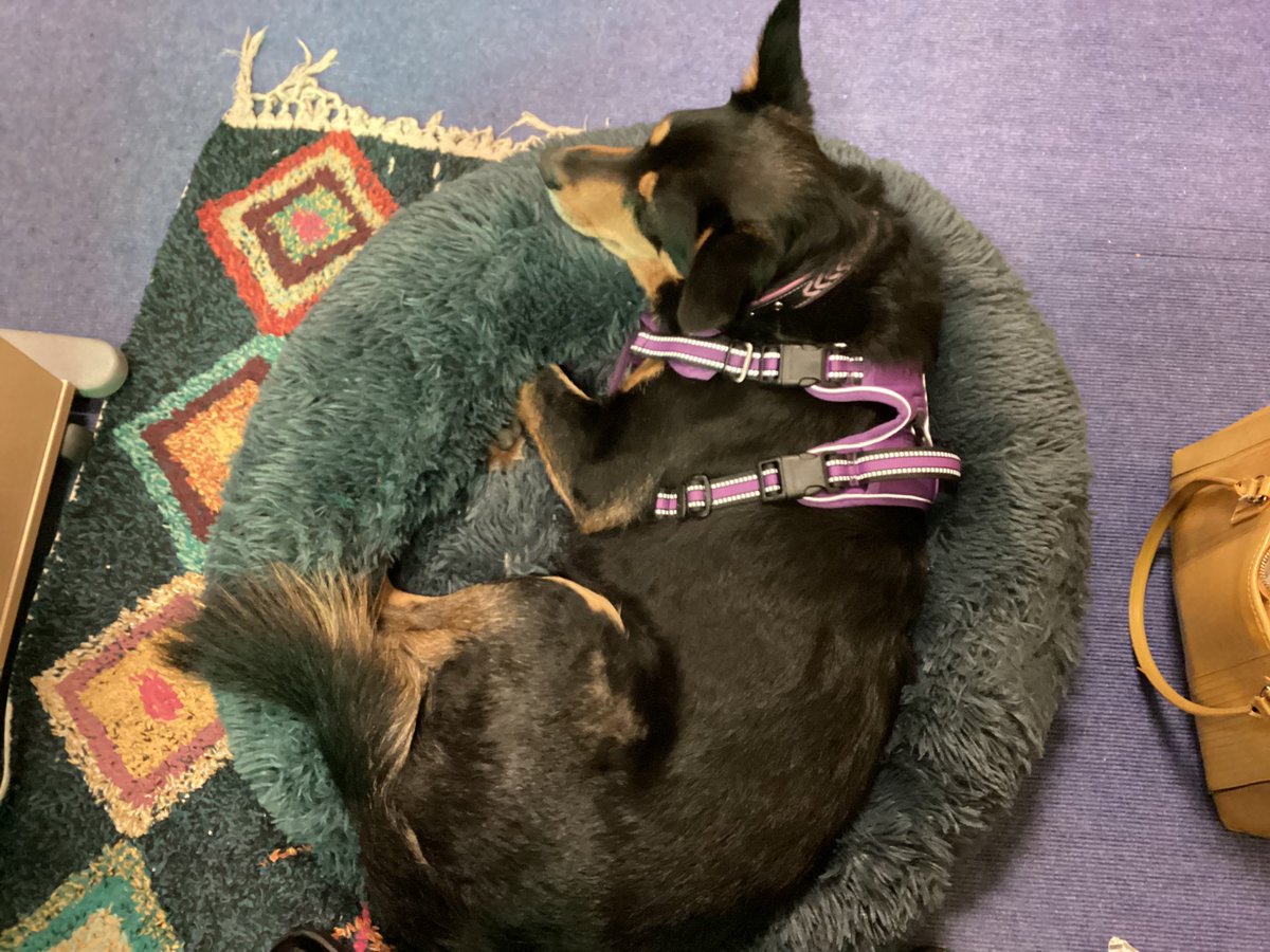 Break time! Tal snoozing between sessions! Important for Tal’s wellbeing that he has plenty of time to be a dog; playing, running outside, chasing a ball, eating his lunch and catching up on some 💤💤💤 #wellbeingmatters <a href="/TheDogMentorUK/">The Dog Mentor</a>