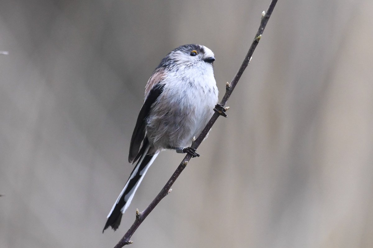 Lovely views of Long Tailed Tits at the Kingfisher Hide at Teifi Marshes yesterday evening. #TwitterNatureCommunity