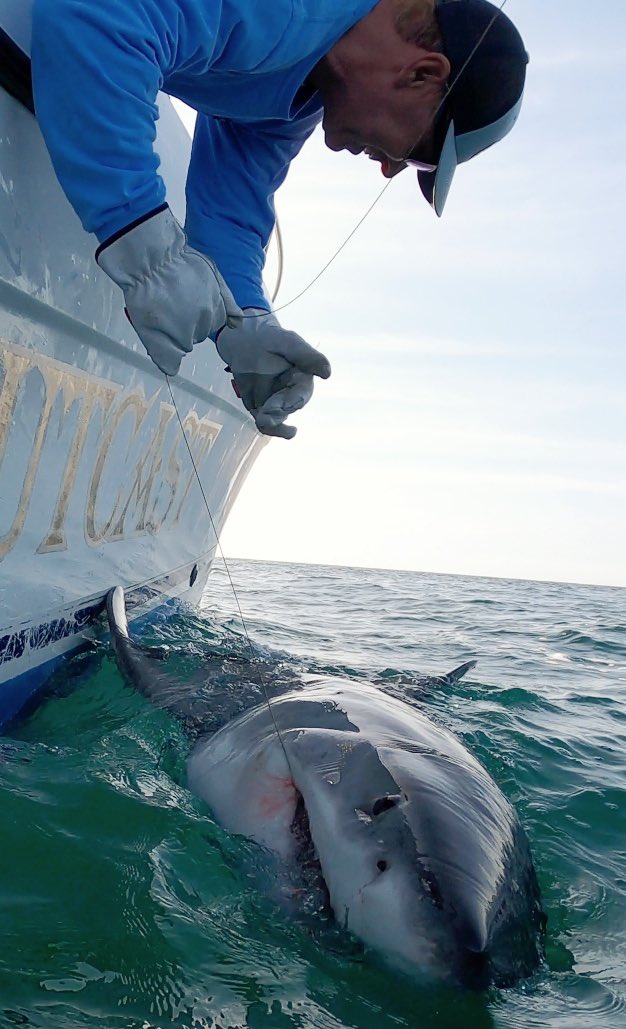 Went 1 for 2 on great whites on my first trip back in a while. Had a big one throw the hook 10 yards from the boat, then landed this little 9 footer an hour later. She got a satellite tag and @MegalodonWinton put a camera tag on her that’s recording her routine.