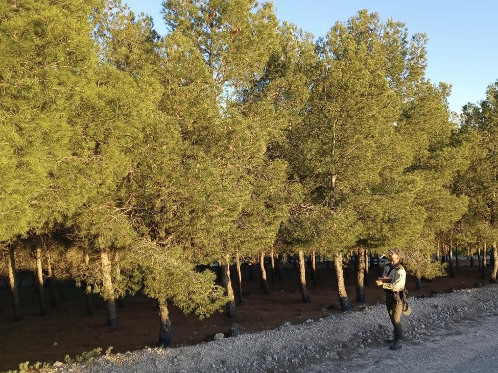 🐛 Estos días los #AgentesForestalesCM ultiman los trabajos de evaluación de la presencia de las procesionarias en los pinares de la @ComunidadMadrid ➤ Ya son pocas las que se ven 👀 , y es el momento de examinar 📊 los daños provocados y su grado de infestación. #ASEM112