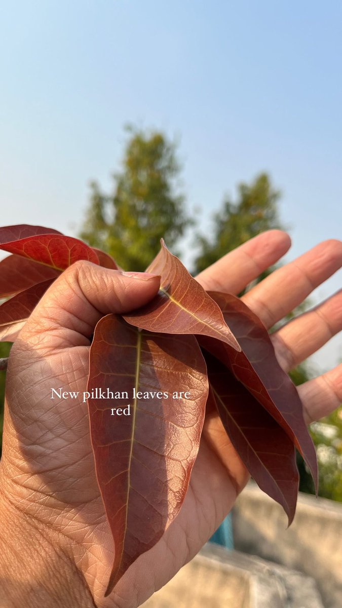 New pilkhan leaves are red.