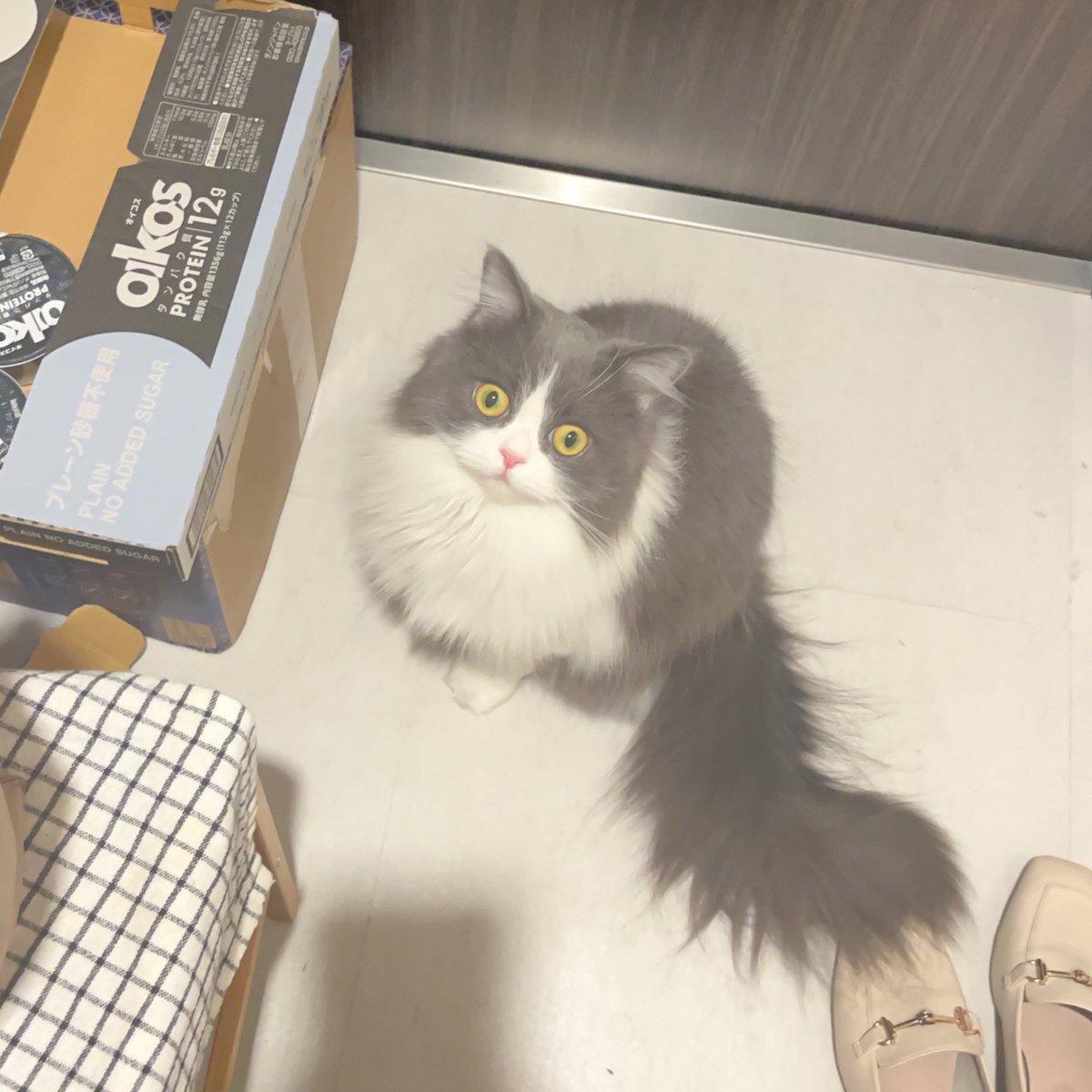 _____0tnn's tweet photo. 猫界の橋本環奈 べるちゃん
1000年に1度レベルでビジュ良

 #橋本環奈 https://t.co/6RgVSxRUzv