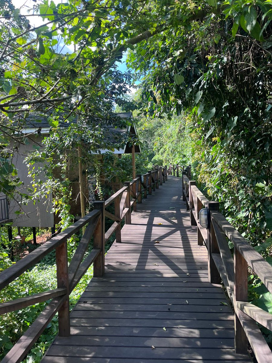 Step into your sanctuary @chimpundulodge and let the lush green forest views invite you into serenity🌿 Book your #stay in the forest: reserservations@chimpundulodge.com 📞 +256 776 210 872 | +256 776 200 080 | +256 706 666 000