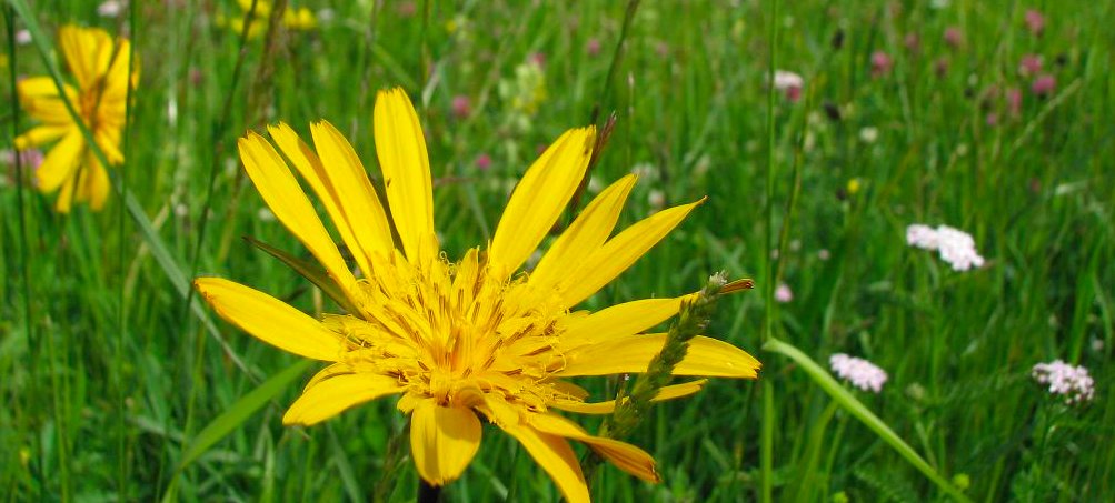 @TSUKON2030 on today's wildflower meadow: Yellow Salsify or Goat's Beard