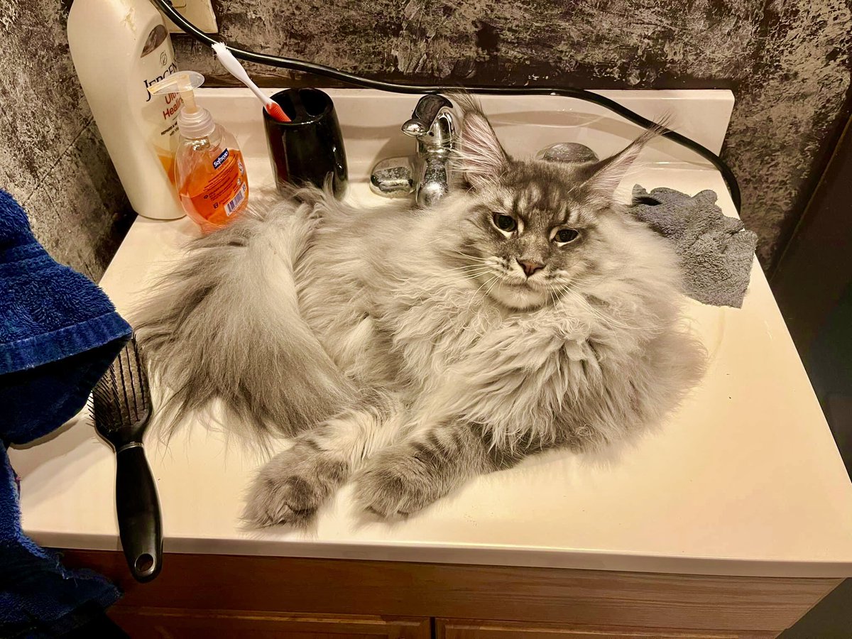 Maine Coon Alert—and clogged sink in the making.