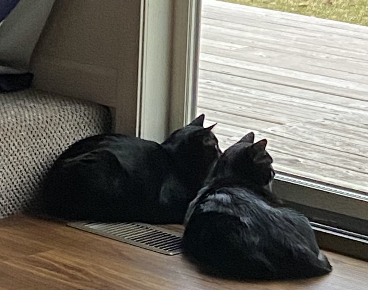 Goood morning twitter family. Happy Thursday everyone. Hope your day is fulfilling and fun. Chilly rainy day here. Good time to huddle on top of the heat vent so your humans freeze. Pip and Squeak demonstrate their technique.