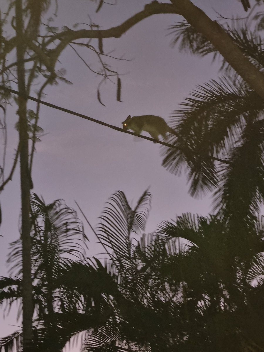BruceGalletly's tweet photo. Thought this was a Dropbear for a second. My life flashed before me. #Dropbear #Straya https://t.co/kpSdFP4RnX