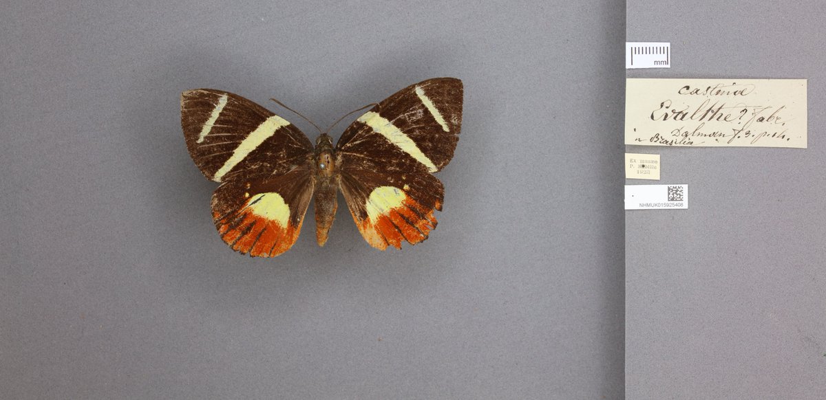 Back to the world of fiery #orange - we are digitising our #Castniid moths. Many species are called 'Sun moths' and from one look you can see why. As often in the insect world, these striking colours are due to a combination of visual pigments and structural formation. 🦋