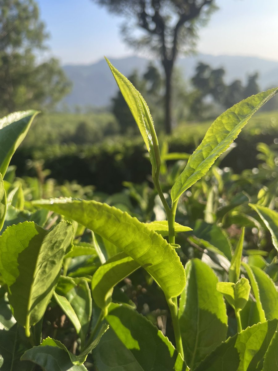 2 Leaf in a Nilgiris Sunset
Coonoor.
Glysdale Farm