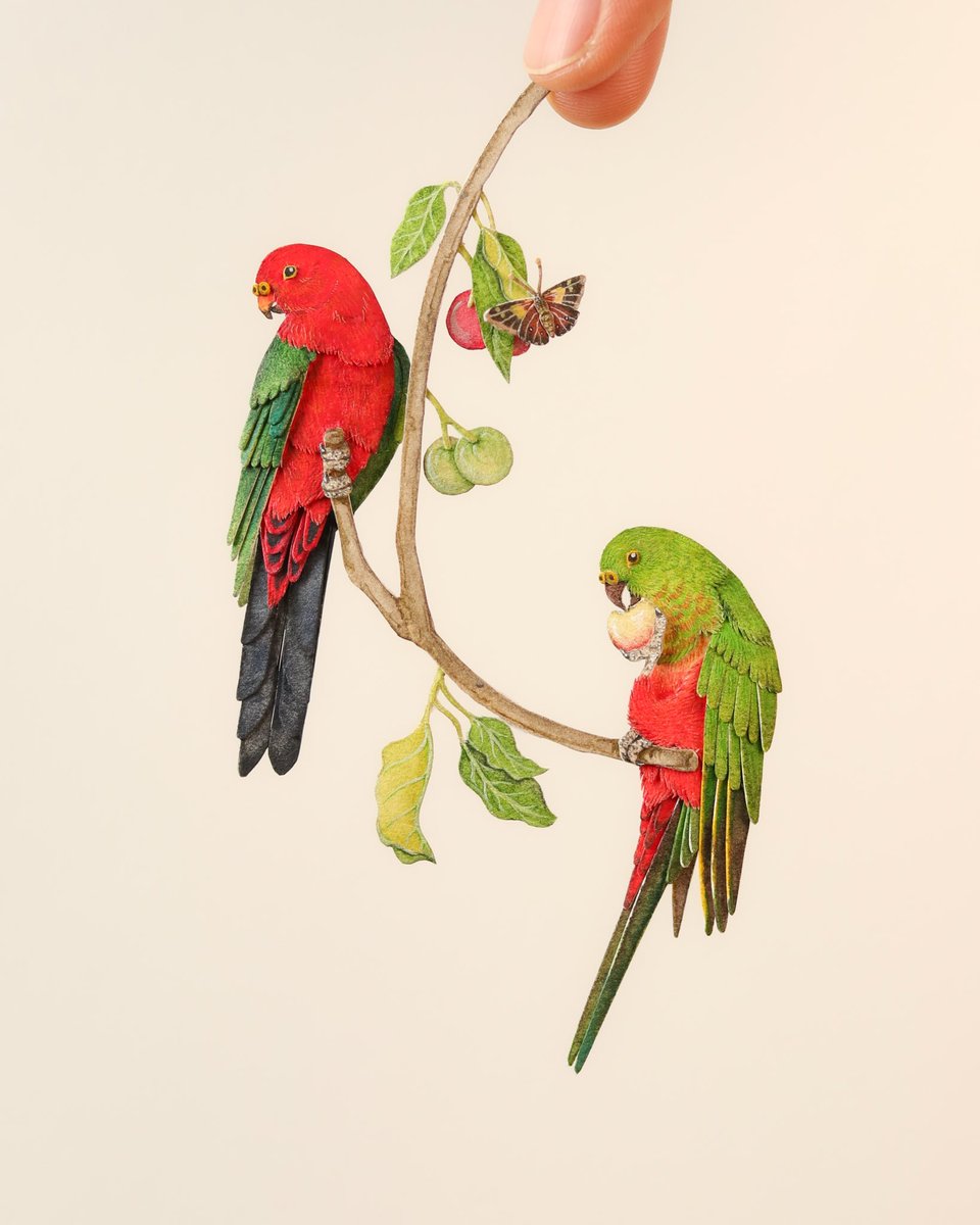 9/10 Australian King parrot couple

Now available ✨ in my shop

#birdart #miniatureart #parrot