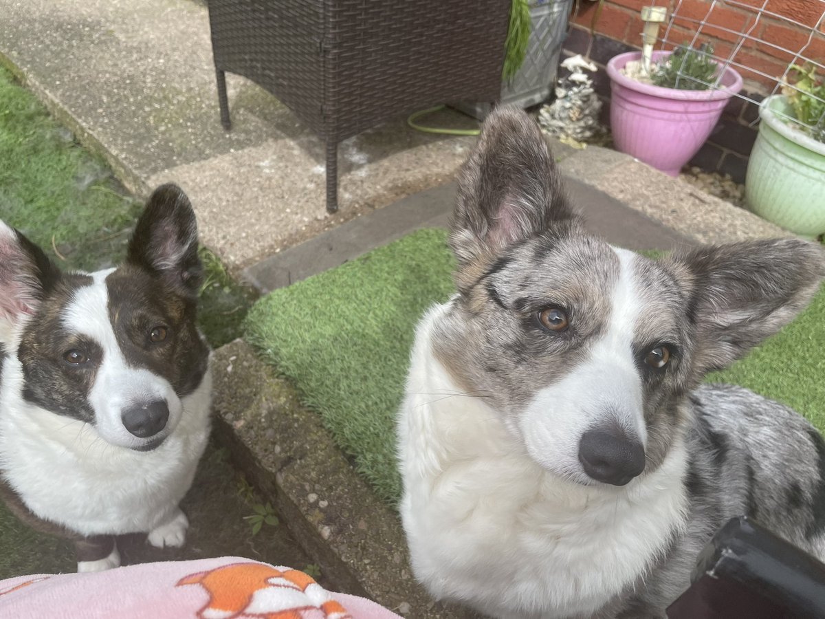 Sisters who rule the world 

❤️ #SpoilYourDogDay #WillowsLegacy.  #dog #welshcorgi #instagood #corgi #blogger #lovemydog #instadaily #dogoftheday #corgioftheday #Dog_features  #petstagram #puppylove #lovedogs #corgisofinstagram #doglife  #CardiganCorgiCabbage #petoftheday