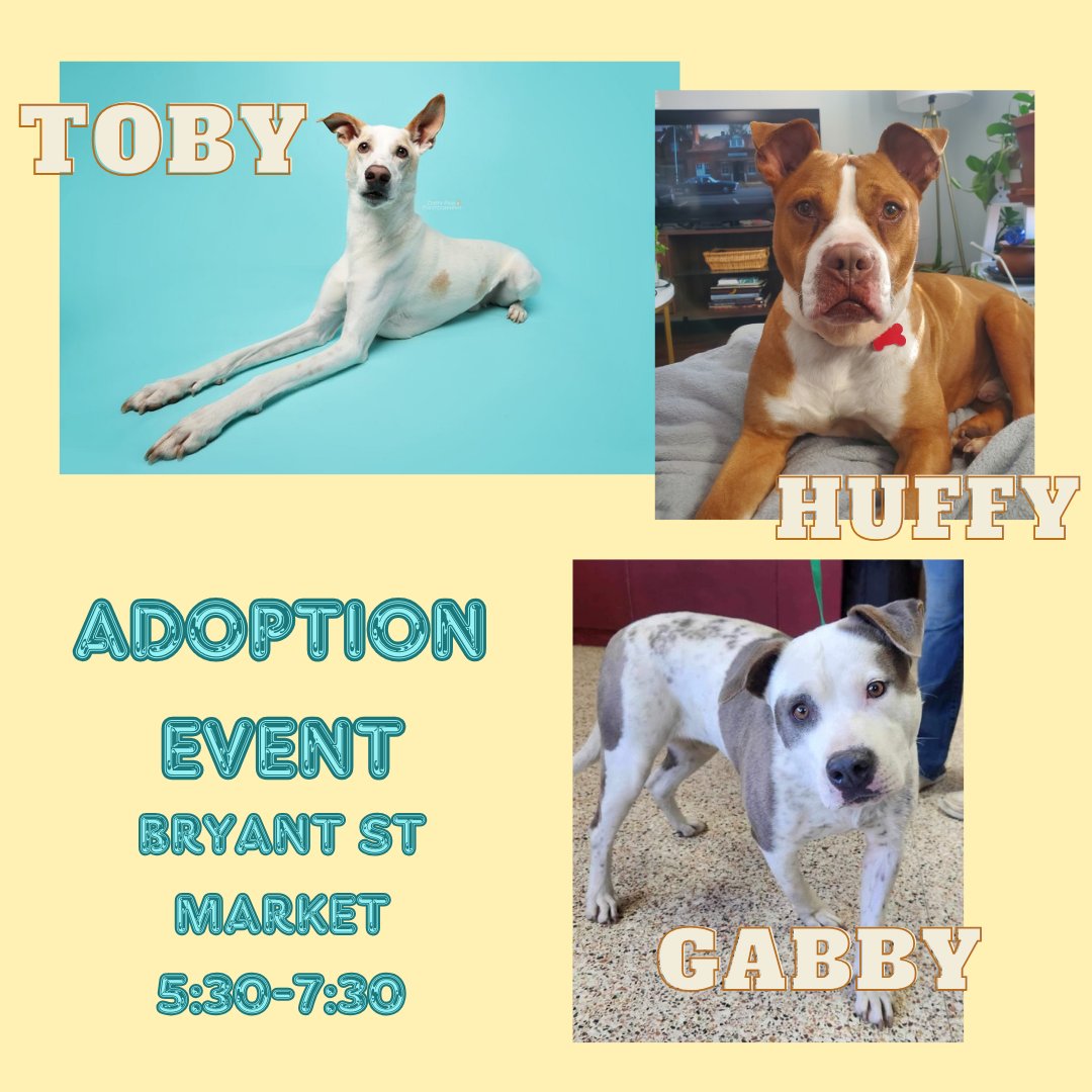 Tonight! Come meet Toby, Huffy, and Gabby after work for a lil happy hour after work at Bryant Street Market! These pups know the perfect way to relax after a long day-giving them pets! They'll be hanging out between 5:30 and 7:30. We'll see you there!