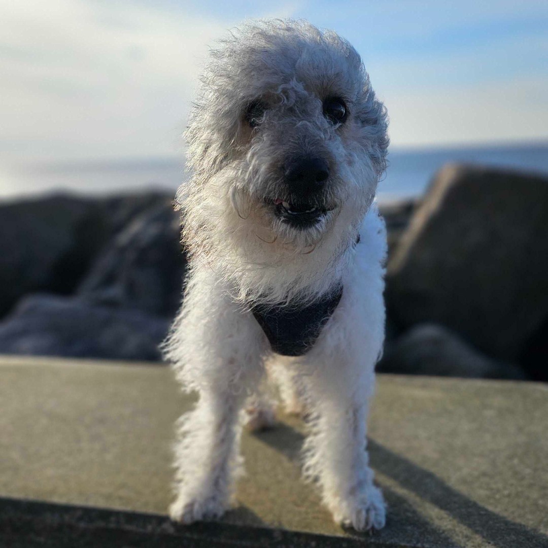 🐾 Happy National Pet Day! 🐾 Let's celebrate our furry (or scaly, or feathery) friends by sharing their adventures in fun locations! We'll start off with Pepper, enjoying Fleetwood Beach. Drop those adorable photos below and let's spread some pet love! 📸❤️ #NationalPetDay