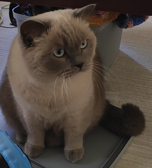 BudVZab's tweet photo. Big whiskers
#DailyCloudTheCat #DailyCloud #Cat #CatsofTwitter #CatsOfTwitter https://t.co/6gNUuWKrYx