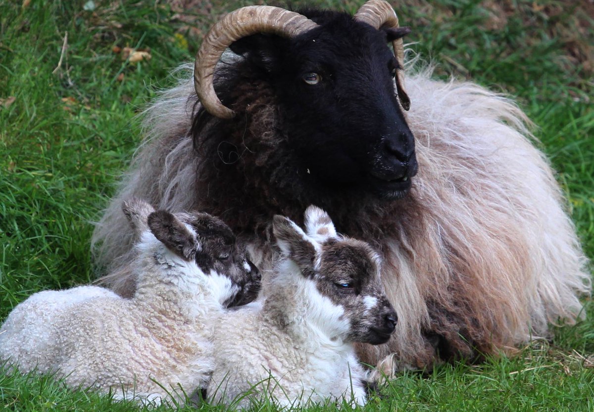 An old photo but perfect for this time of year.  #Lambs #Sheep #Spring #NorthCoast #CausewayCoast #NorthernIreland