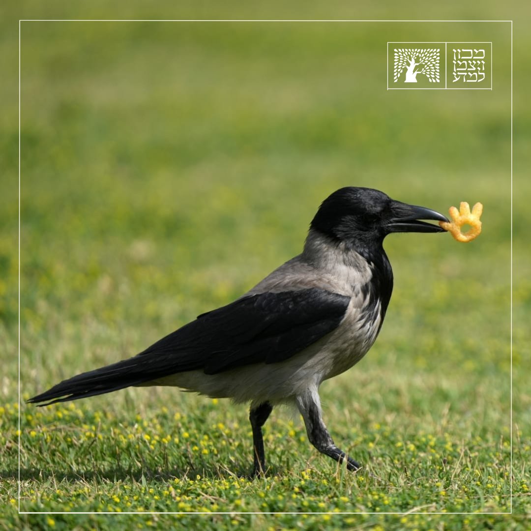 Crows are aggressive and vengeful toward humans – true or false? The Hooded Crow is the most common in Israel, considered to have high intelligence (often compared to a six-year-old child) with the ability to plan ahead and at times, display aggressive behavior – but for a…