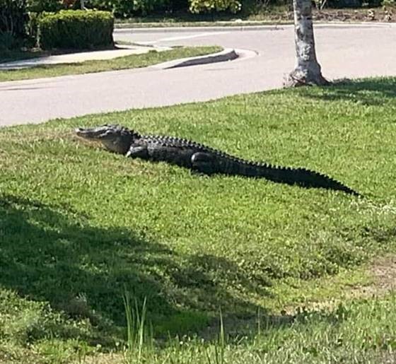 Wildlife in SuDS in Florida is a whole different ball-game 😮😮 We don't have those in our swales in Lancashire!!