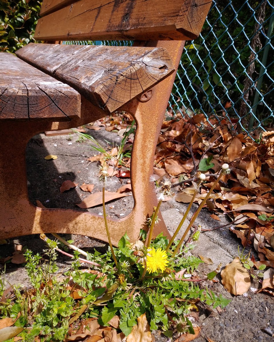 oh_sunny_sun's tweet photo. ― 傍らの花 ―
本日の,良く晴れたお昼前にて.
2024年4月11日 木曜日
・
― Roadside Flowers ―
Today, just before noon on a sunny day.
Thursday, April 11, 2024
#photosketches
#roadsideflowers
#springflowers
#flowerssceneries
#smalllives
#路傍の花
#春の花々
#花の情景
#小さな命 https://t.co/28sGIviooZ