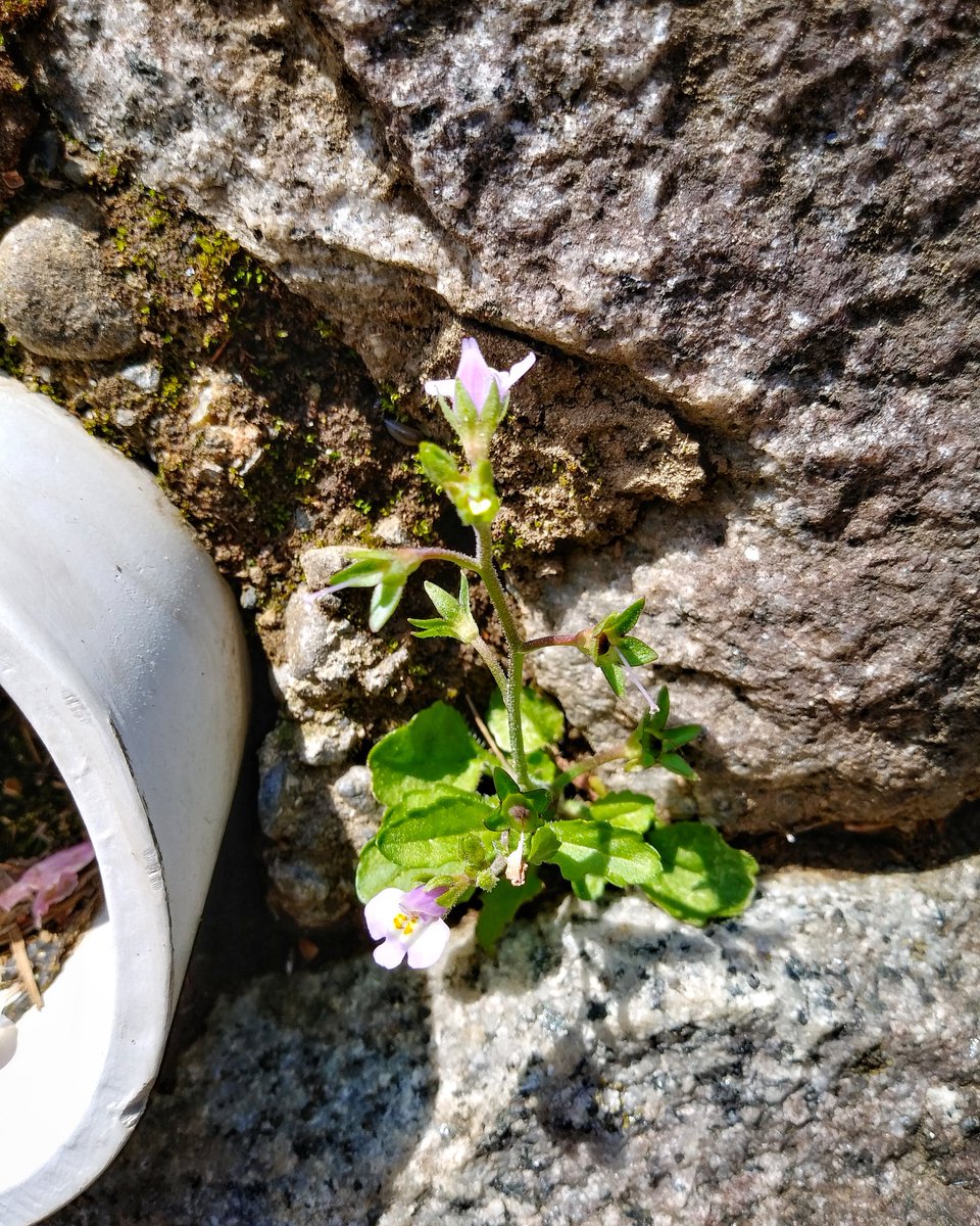 oh_sunny_sun's tweet photo. ― 傍らの花 ―
本日の,良く晴れたお昼前にて.
2024年4月11日 木曜日
・
― Roadside Flowers ―
Today, just before noon on a sunny day.
Thursday, April 11, 2024
#photosketches
#roadsideflowers
#springflowers
#flowerssceneries
#smalllives
#路傍の花
#春の花々
#花の情景
#小さな命 https://t.co/28sGIviooZ