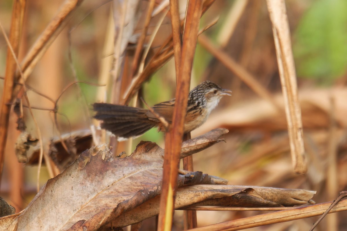 Unveiling the Elusive: Exploring the Secretive Indian Grassbird's Habitat and Habits!

@pargaien @UKNikon #indiaves @Natures_Voice #ThePhotoHour #BBCWildlifePOTD @AnimalPlanet @DiscoverKorea_ @WildlifeMag @NikonUSA @natgeoindia @BBCEarth #BirdsOfTwitter @DiscoverMag #nikonindia